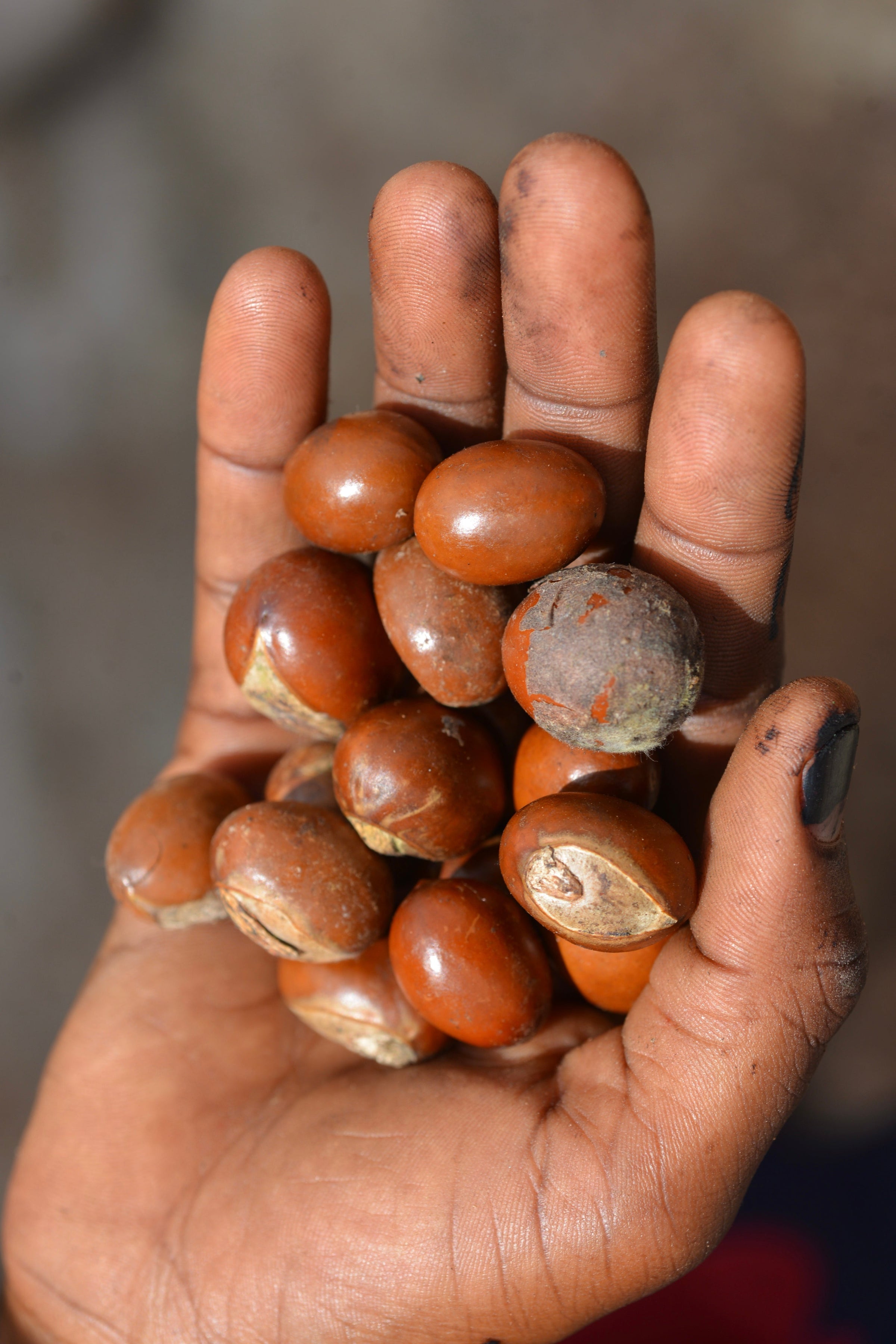 Nilotica Shea Butter