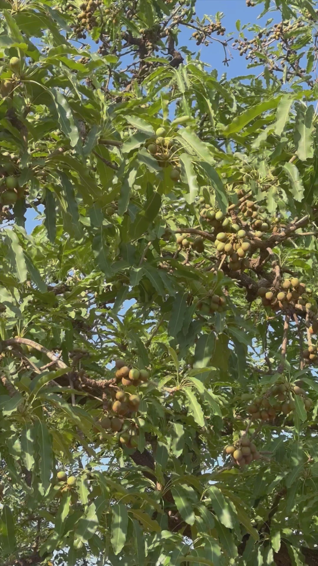 Unrefined Shea Butter