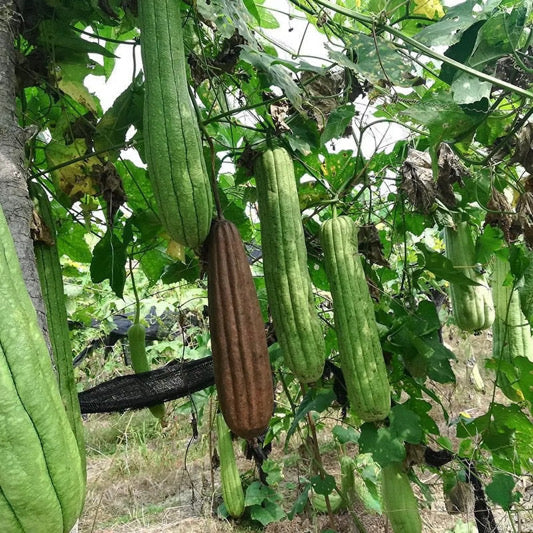 Linuka — The Wild Loofah Ancestral Skin Scrubber