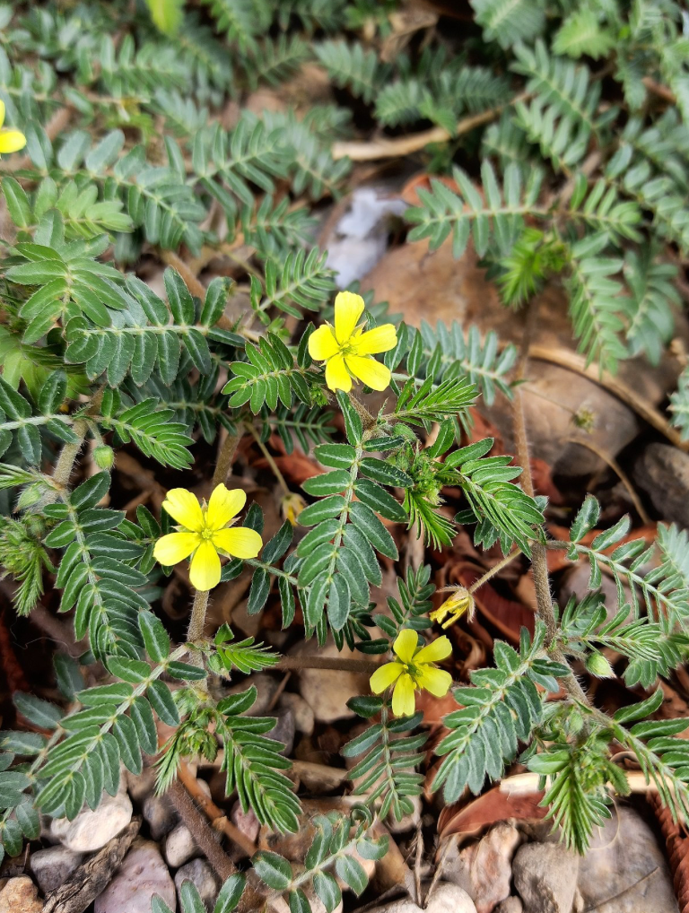 Tribulus Herbal Capsules