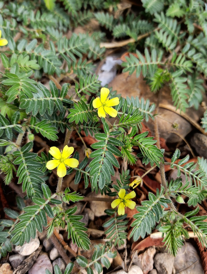Tribulus Herbal Capsules