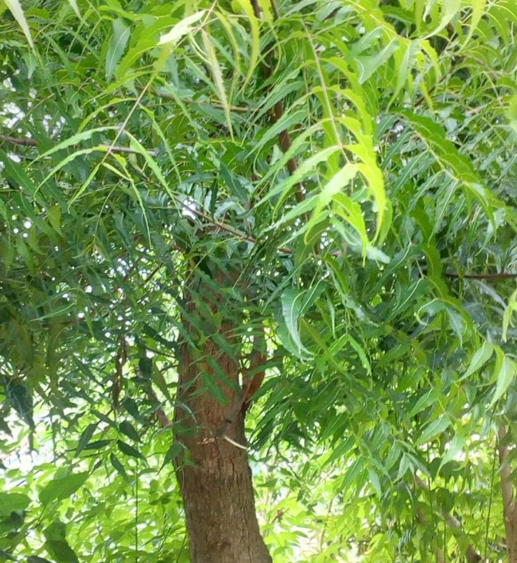 Neem Leaf Capsules