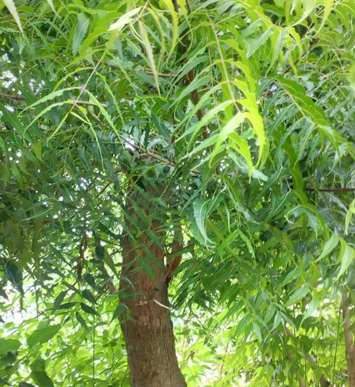 Neem Leaf Capsules