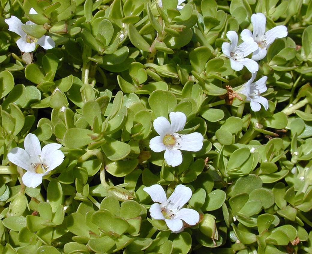 Brahmi Capsules