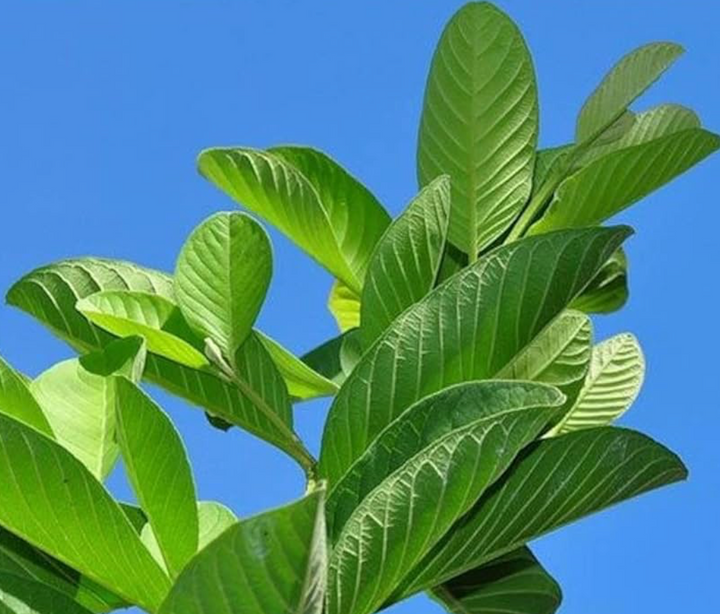Guava Leaf Capsules