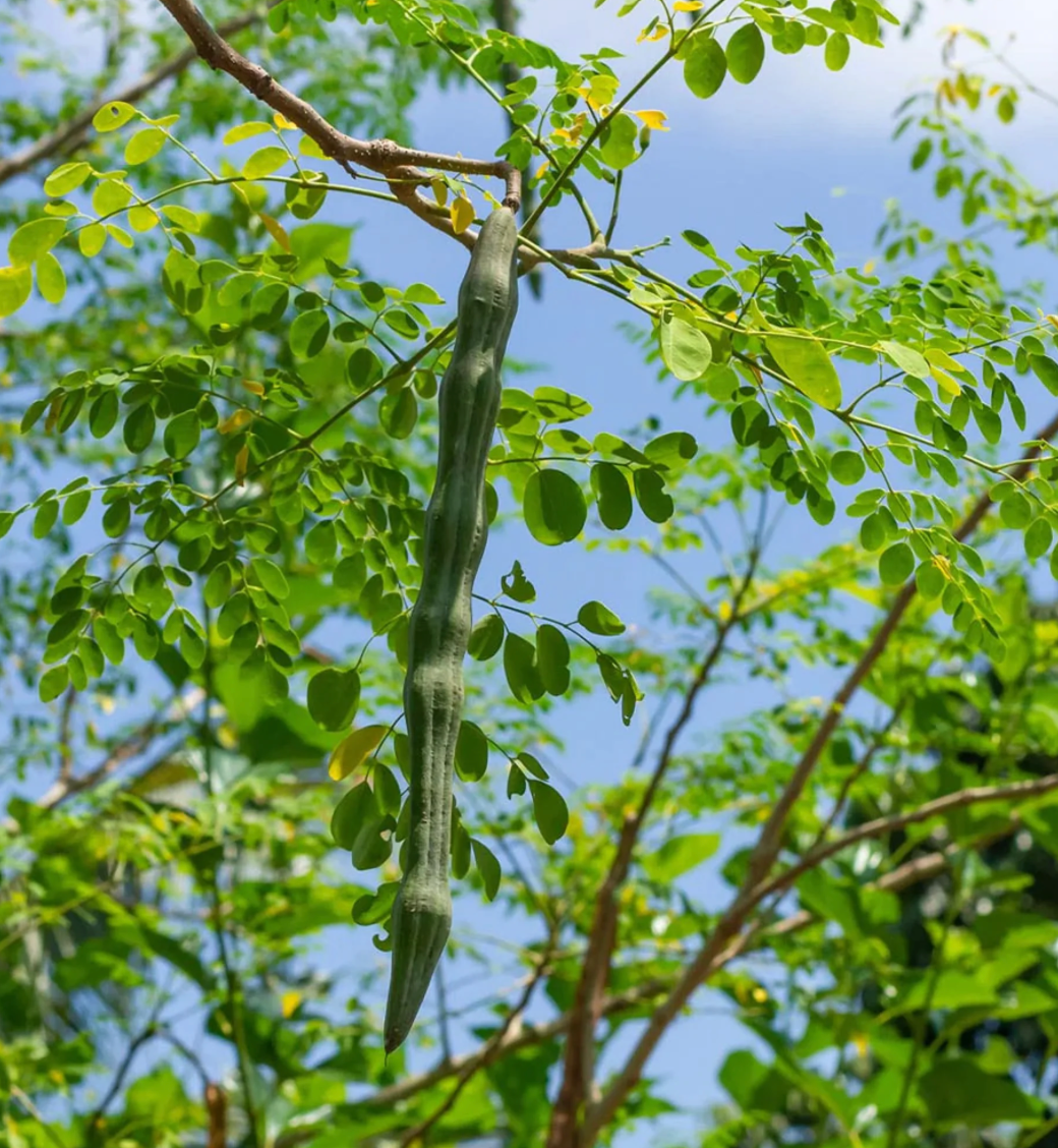 Moringa Leaf Capsule
