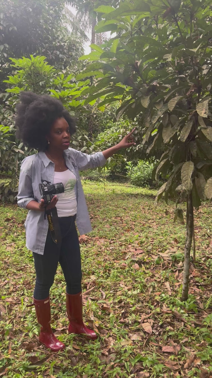 Kola Nut Hair Growth Elixir